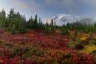 Autumn huckleberry bushes and Mount Rainier n Mount Rainier National Park, Washington State, USA Art Print
